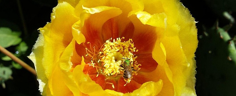 Svjetski dan pčela