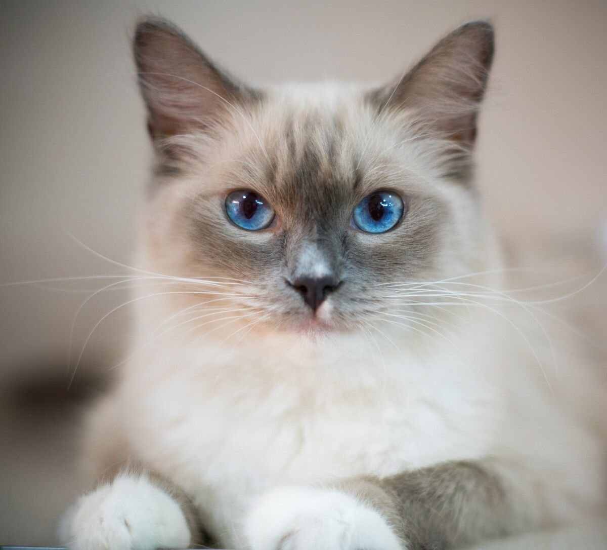 How Much Is A Ragdoll Cat In Malaysia